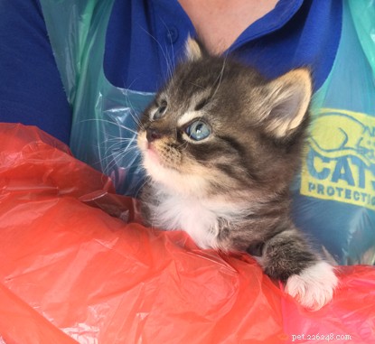 Vijf weken oude kittens die in een vervallen caravan waren gedumpt, zijn gered en herplaatst.