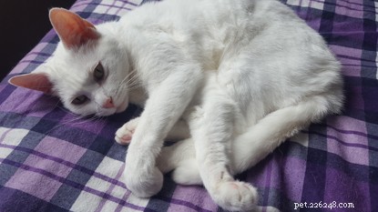 Служба поддержки горя Paws to Listen помогает владелице кошки Лианне в связи с потерей ее кошачьего компаньона.