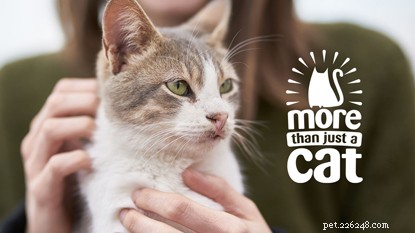 Mer än bara en katt:Vad våra katter betyder för oss.