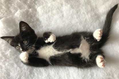 Kittens geboren met extra tenen en indrukwekkende snorren