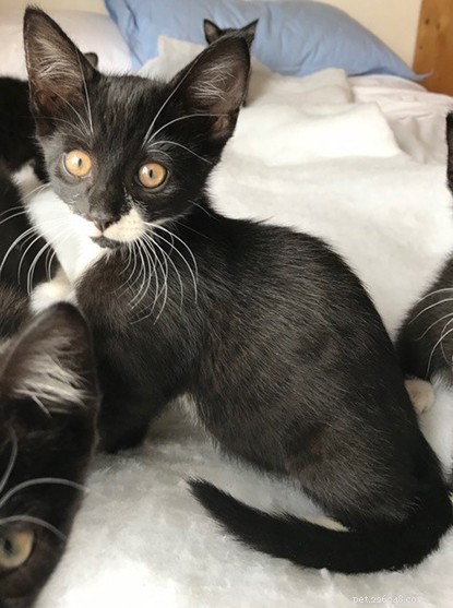 Kittens geboren met extra tenen en indrukwekkende snorren