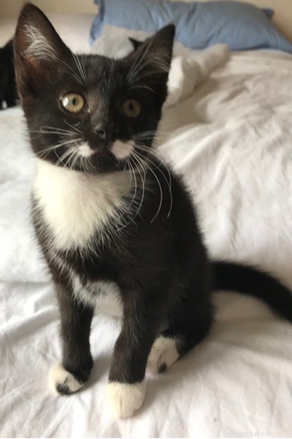 Kattungar födda med extra tår och imponerande mustascher