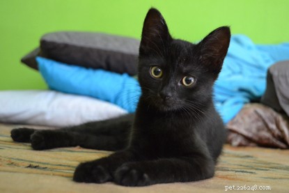 Förvandla din katt till National Black Cat Day 2021