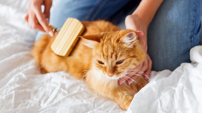 Como manter sua casa limpa quando você tem um gato de estimação.