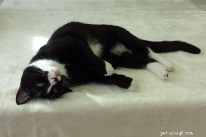 아름다운 검은 고양이 Jessie는 먹이 경쟁을 위해 고군분투했던 여러 고양이 가정에서 태어난 후 더 행복한 고양이입니다. 