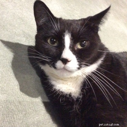 Krásná černá kočka Jessie je šťastnější kočka poté, co přišla z multikočičí domácnosti, kde bojovala o jídlo. 