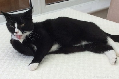 Mooie zwarte kat Jessie is een gelukkiger kat nadat ze uit een huishouden met meerdere katten kwam waar ze worstelde om te strijden om voedsel. 
