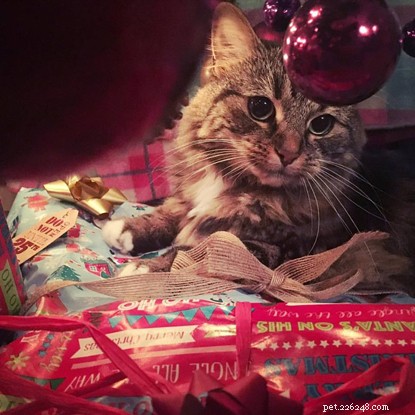 Come parte della nostra campagna More Than Just a Cat, stiamo salutando il meraviglioso legame tra i gatti ei loro proprietari – Aimee Wilson racconta la sua storia.