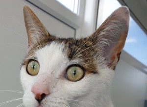 Podemos quebrar a maré de azar e encontrar lares para esses dois gatos Tyneside?