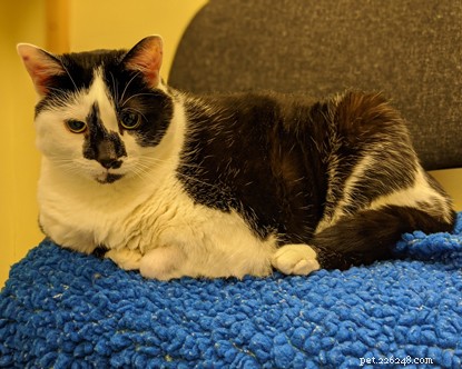 Overgewicht kat Paisleys nieuwe dieetplan – en tips om uw kat op een gezond gewicht te houden.