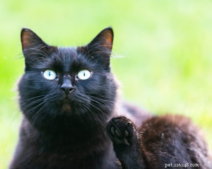 Libbys verhaal over alleen zijn in de winter geïnspireerde Cats Protections kerstanimatie.