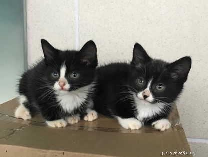 サセックスで救助された4匹の捨てられた子猫が、暖かくて新しい家を見つけました。