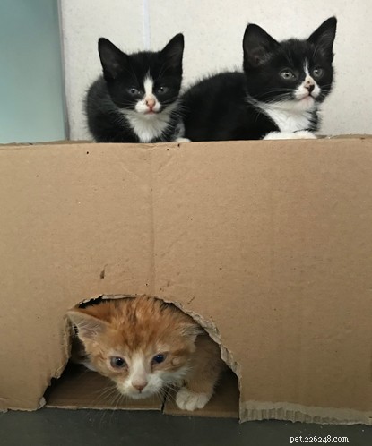 Quatro gatinhos abandonados resgatados em Sussex encontraram novos lares aconchegantes.