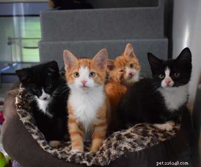 Fyra övergivna kattungar som räddats i Sussex har hittat varma, nya hem. 