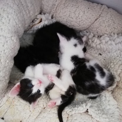 Het leven als vrijwilliger bij een kat:pasgeboren kittens flesvoeding geven.