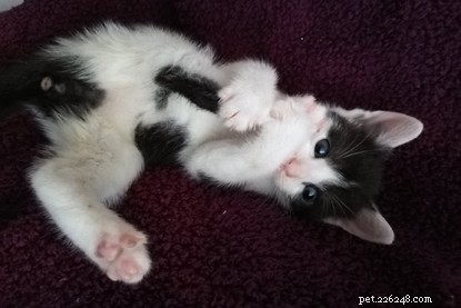 Vita da volontario per gatti:gattini appena nati che allattano con il biberon.