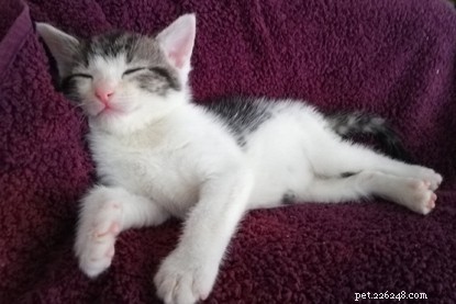 Vida como um gato voluntário:dando mamadeira a gatinhos recém-nascidos.