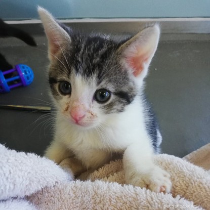 Het leven als vrijwilliger bij een kat:pasgeboren kittens flesvoeding geven.