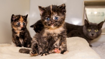 Pasgeboren kittens en hun moeder gered van de vrieskou.