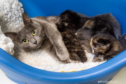 Nyfödda kattungar och deras mamma räddade från den isande kylan.