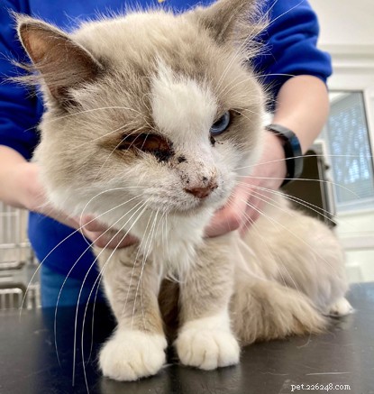한쪽 눈을 가진 외상을 입은 고양이는 Bredhurst Adoption Centre에서 보살핌을 받고 있습니다. 