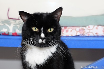 Dringende oproep:kunt u doneren om Suggs en Daisy te helpen, twee katten die een ooroperatie nodig hebben?