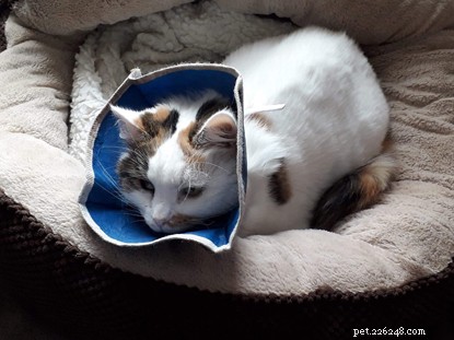 Apelo urgente:você pode doar para ajudar Suggs e Daisy, dois gatos que precisam de cirurgia no ouvido?