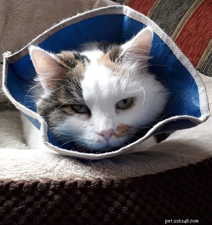 Apelo urgente:você pode doar para ajudar Suggs e Daisy, dois gatos que precisam de cirurgia no ouvido?