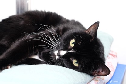 Appello urgente:puoi fare una donazione per aiutare Suggs e Daisy, due gatti che necessitano di un intervento chirurgico all orecchio?