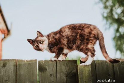 Intimidation des chats :comment aider votre chat victime d intimidation.