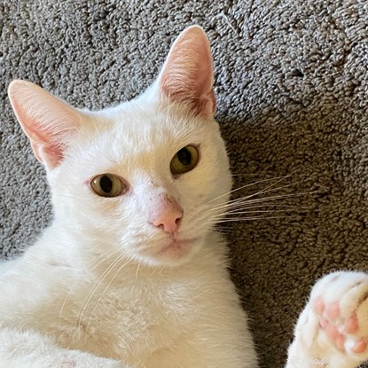 Katten Casper har återförenats med sin ägare tack vare sitt mikrochip, efter att ha hittats 85 mil hemifrån tre år efter att han försvann.