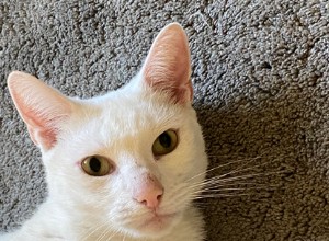 Кошка Каспер воссоединилась со своим хозяином благодаря своему микрочипу, после того как его нашли в 55 милях от дома через три года после его исчезновения.