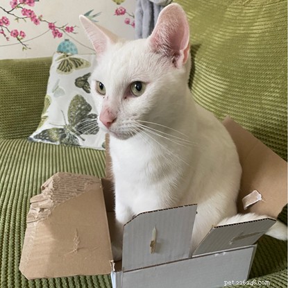 Casper, o gato, se reencontrou com seu dono graças ao seu microchip, depois de ser encontrado a 55 milhas de casa, três anos depois de ter desaparecido.