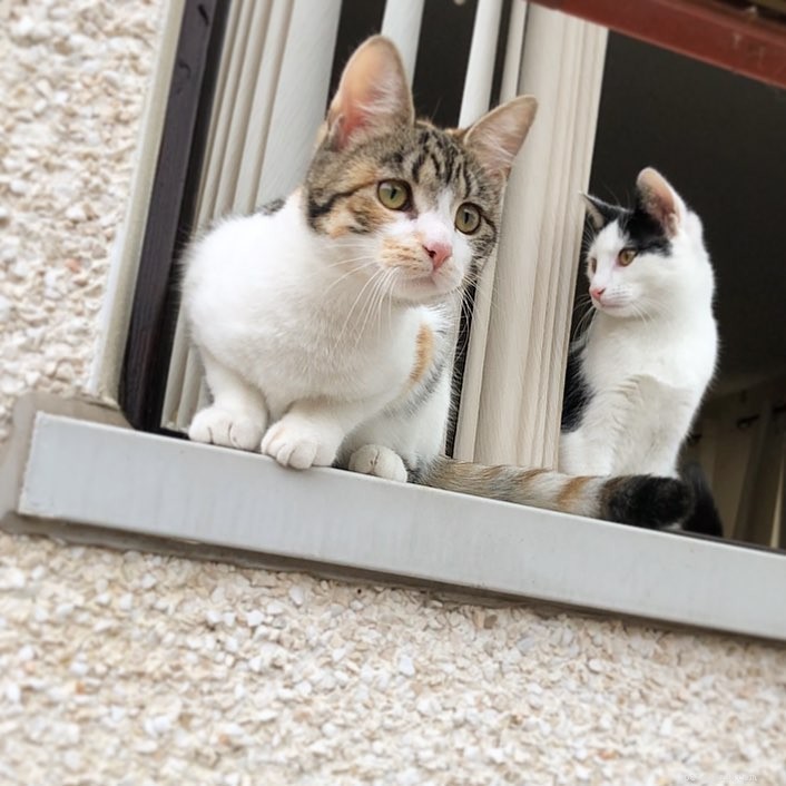 Ať už vás vlastní kočičí sourozenci nebo jste jen zvědaví, jak koťata společně poznávají svět, zde je 5 zábavných faktů o kočičích sourozencích.