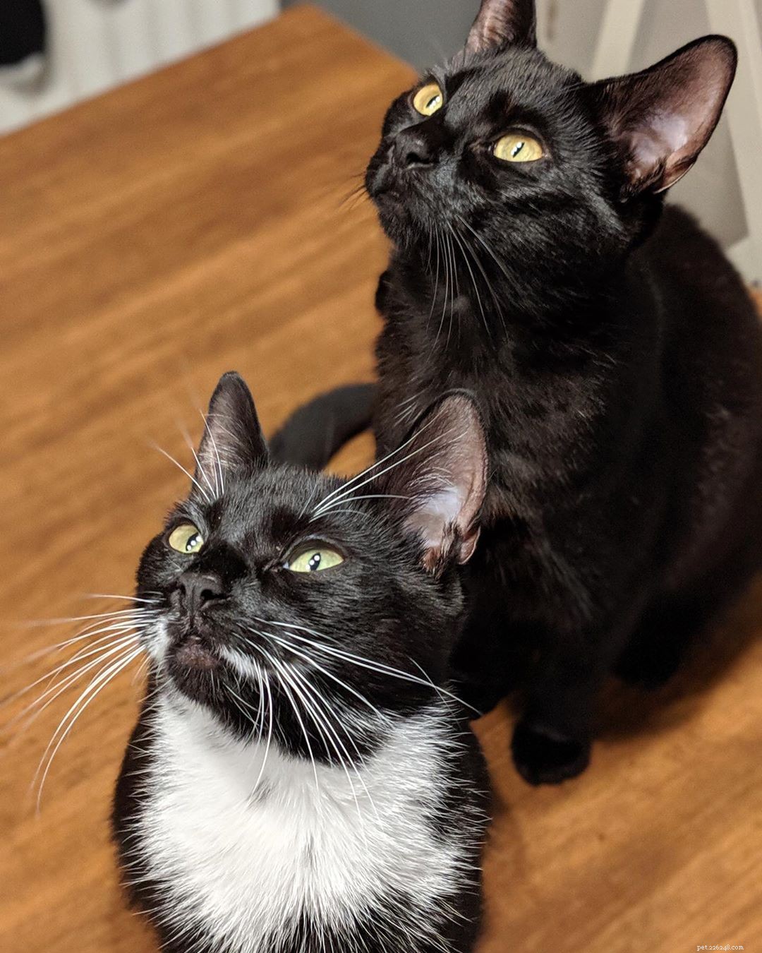 Se você é dono de irmãos felinos ou está apenas curioso sobre como os gatinhos aprendem sobre o mundo juntos, aqui estão 5 curiosidades sobre irmãos gatos. 