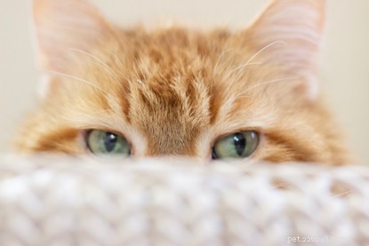 Alcuni gatti sono naturalmente più timorosi o timidi di altri, ma con un po  di tempo, pazienza e comprensione del comportamento dei gatti, ecco come puoi amici con un gatto nervoso.