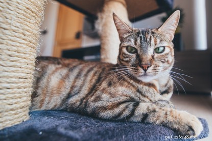 코로나 바이러스 잠금으로 인해 고양이를 실내에 두고 있다면 고양이를 행복하고 즐겁게 지낼 수 있는 방법이 있습니다. 