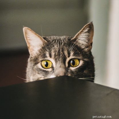 Als je kat plotseling verlegen is geworden, lees dan verder om erachter te komen wat de onderliggende oorzaak is en wat je kunt doen om hem weer uit zijn schulp te halen.