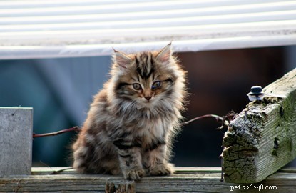 Chatons sauvages blessés aidés grâce à un amoureux des chats inquiet et Cats Protection.