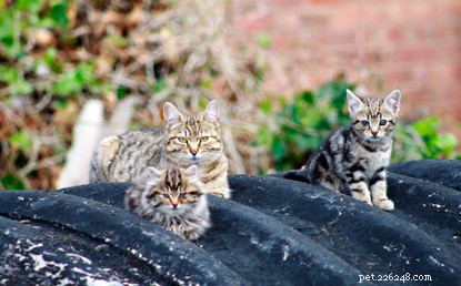 Gewonde wilde kittens geholpen dankzij een bezorgde kattenliefhebber en Cats Protection.
