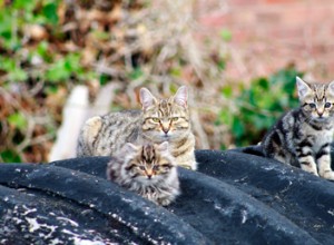 걱정하는 고양이 애호가와 Cats Protection 덕분에 부상당한 야생 고양이를 도왔습니다.