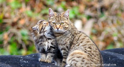 Chatons sauvages blessés aidés grâce à un amoureux des chats inquiet et Cats Protection.