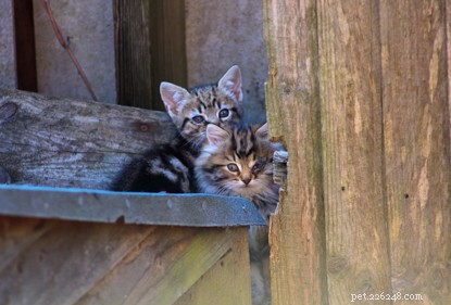 Gewonde wilde kittens geholpen dankzij een bezorgde kattenliefhebber en Cats Protection.