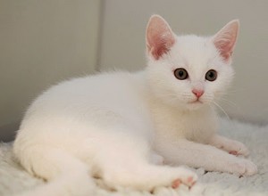 고양이 중성화 전문가인 Jane Clements가 고양이 중성화의 이점, 중성화 수술과 중성화 수술의 차이점, 고양이 중성화에 가장 적합한 나이에 대해 설명합니다.