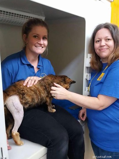 En välgörenhetsnedfiring för att samla in pengar till Cats Protections Isle of Wight Adoption Centre.