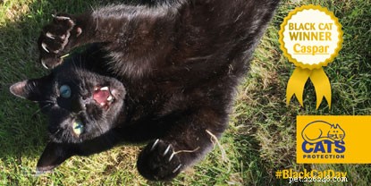 Seznamte se s vítězem naší soutěže National Black Cat Day 2016:Casparem. 