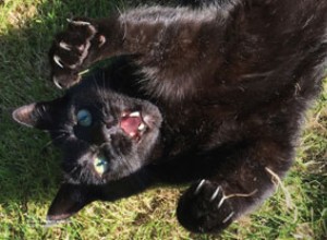 Möt vinnaren av vår National Black Cat Day 2016-tävling:Caspar.
