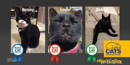 Incontra il vincitore del nostro concorso National Black Cat Day 2016:Caspar.