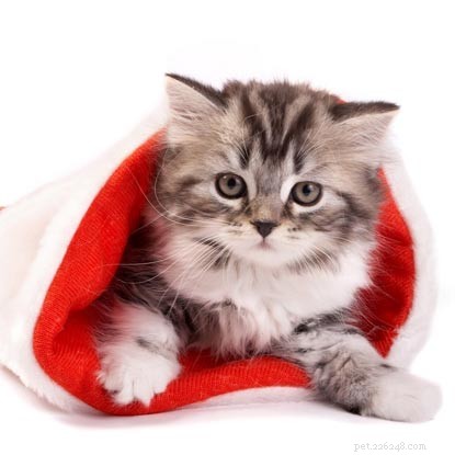 Kerstcadeau-ideeën voor kattenliefhebbers die moggies in nood helpen.