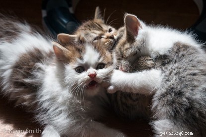 L amante dei gatti Kevin Smith ha un talento per scattare foto di gatti purrfect. Qui condivide i suoi suggerimenti su come scattare una foto di gatto migliore per celebrare il mese nazionale della fotografia.